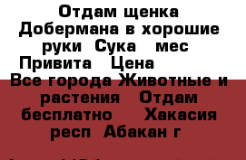 Отдам щенка Добермана в хорошие руки. Сука 5 мес. Привита › Цена ­ 5 000 - Все города Животные и растения » Отдам бесплатно   . Хакасия респ.,Абакан г.
